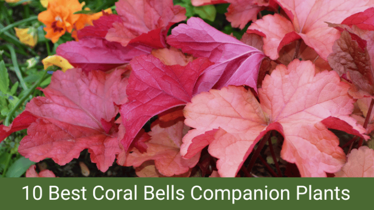 coral bells