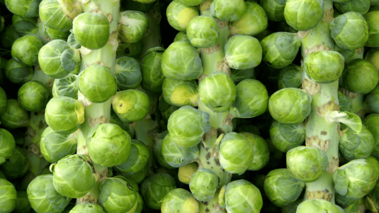 Brussel Sprouts Companion Plants