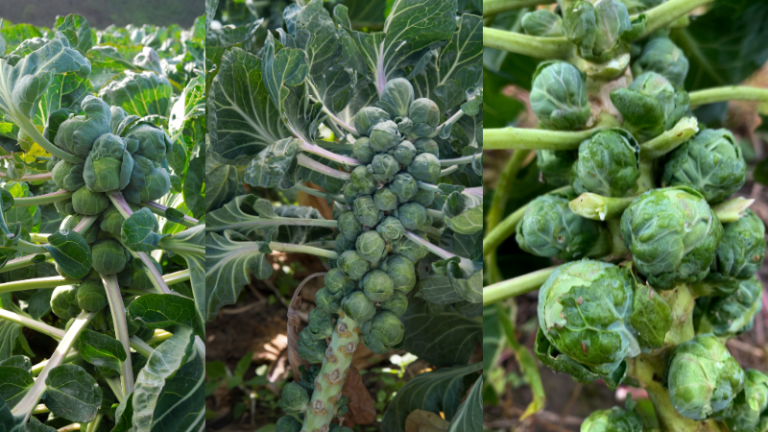 10 Best Brussel Sprouts Companion Plants Greenbuilt.co