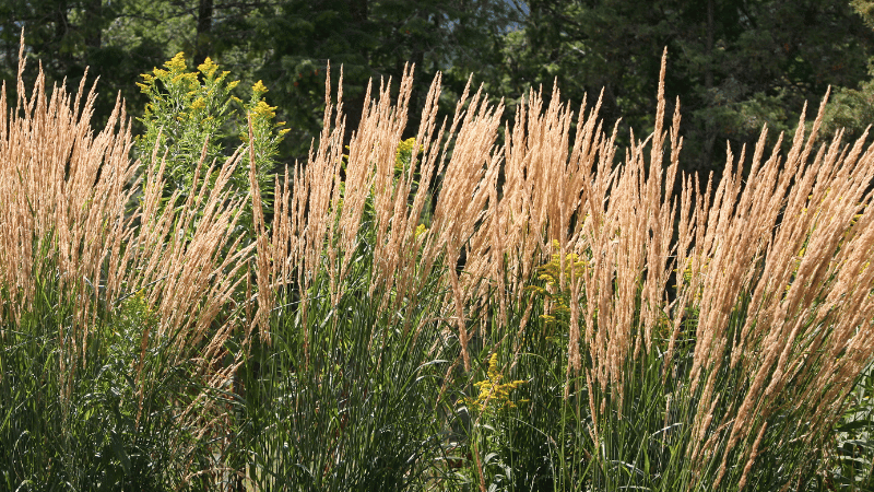 Karl Foerster Grass Companion Plants