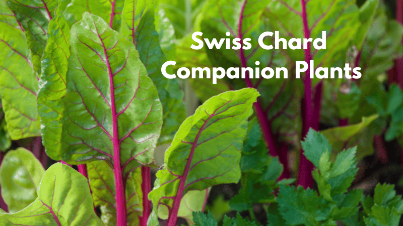 Swiss Chard Companion Plants