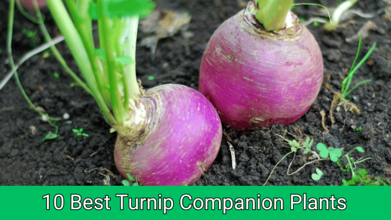Turnip Companion Plants
