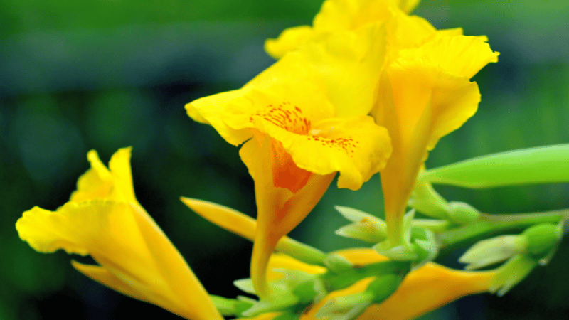 canna lily companion plants