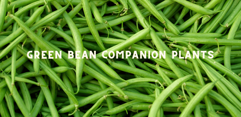 Green Bean Companion Plants