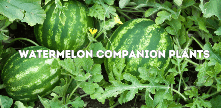Watermelon Companion Plants