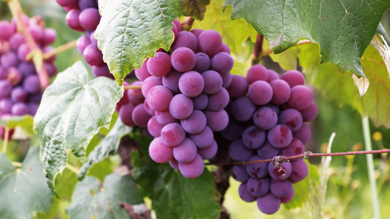 companion planting for grapes