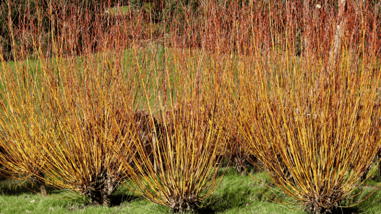 red twig dogwood companion plants