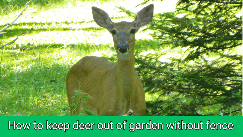 keep deer out of garden without fence
