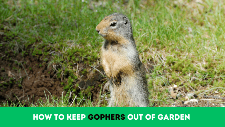 how to keep gophers out of garden