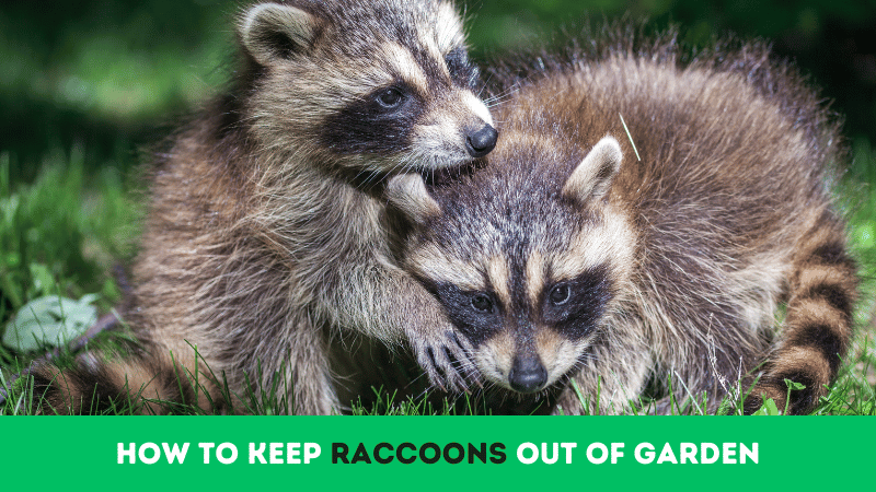 how to keep raccoons out of garden