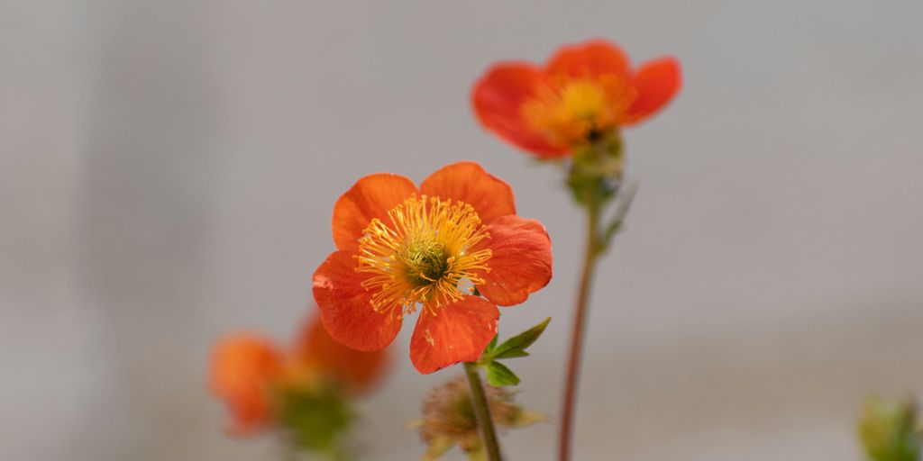 a group of orange flowers sitting on top of a green plant